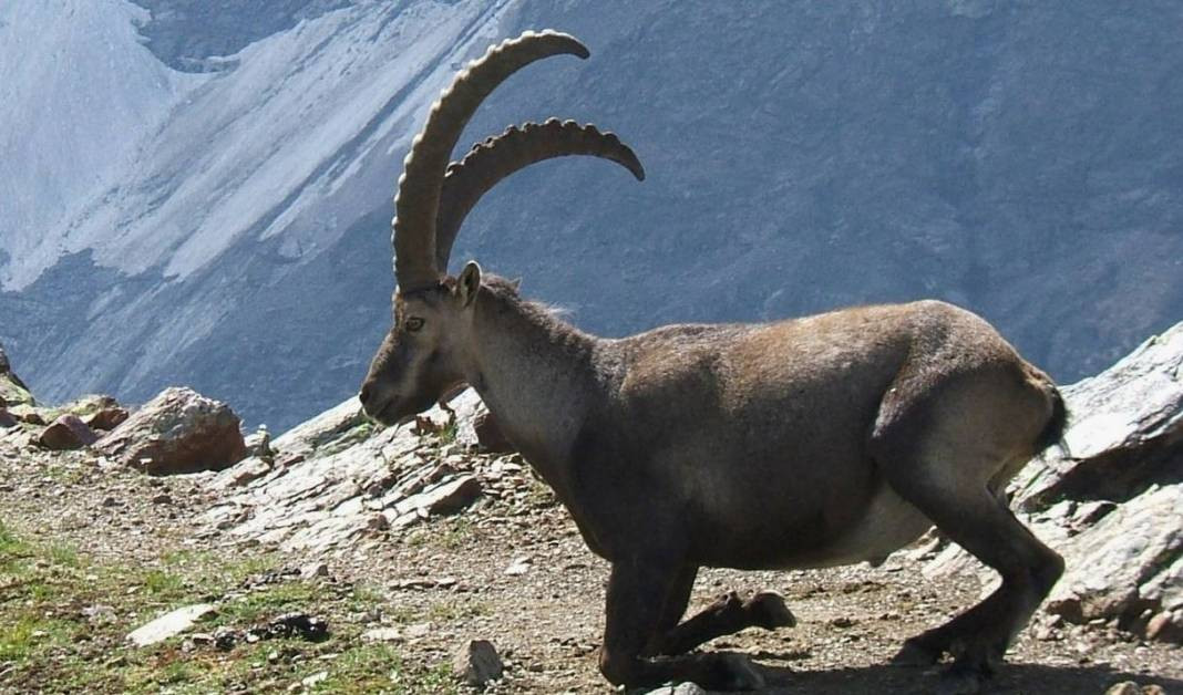 Anadolu Parsını avlayanlar yandı! Cezası 30 milyon lira - Resim: 20